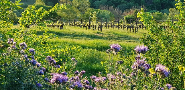Chateau Feely vineyardandPhacelia